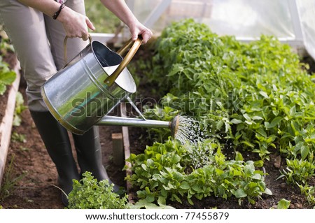 Young woman watering plants in glasshouse close up Young woman watering plants in glasshouse close up