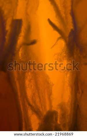 Orange peel closeup photographed with macro lens