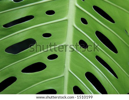 Peek-a-Boo Leaf