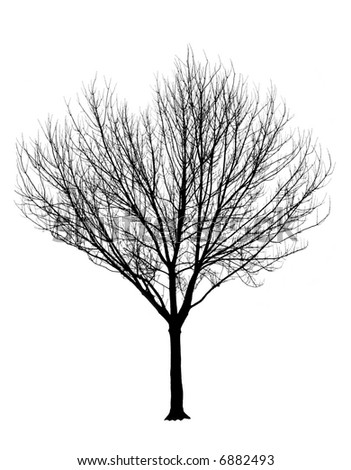 oak tree silhouette clip art. stock photo : Bare Tree