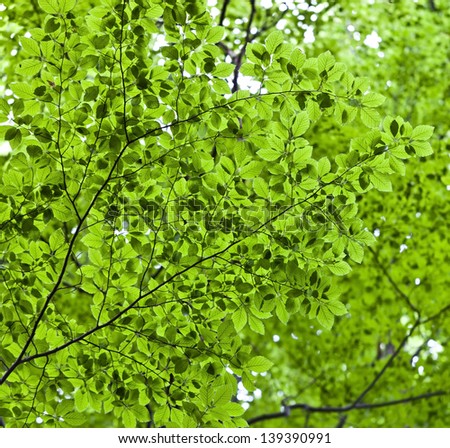 Overhead shot of green leaves