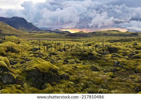 Landscape with wooly moss of Iceland. The moss is a predominant part of the wild vegetation & usually the first to colonize newly run lava, covering the sharp-edged black stone with soft green carpets