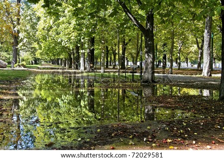 Bright sunlit and vibrant alley of trees with reflecting puddle in autumn/summer