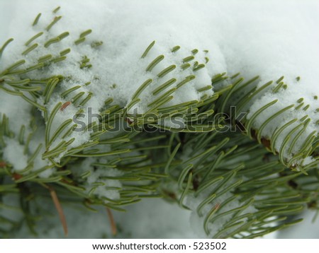 Snowy Evergreen Needles at Lake Tahoe, California