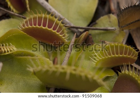 Venus Fly Trap in the Wild