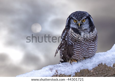 A northern hawk owl against the winter sky