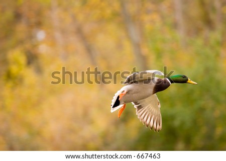 Mallard Duck Flying. Flying Drake mallard duck