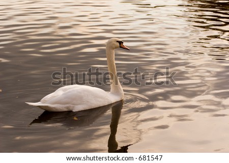 Swan Self reflection