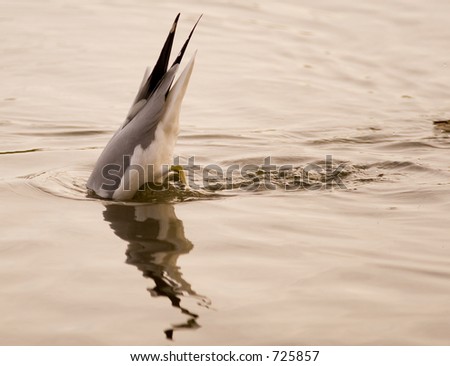 Diving Seagull