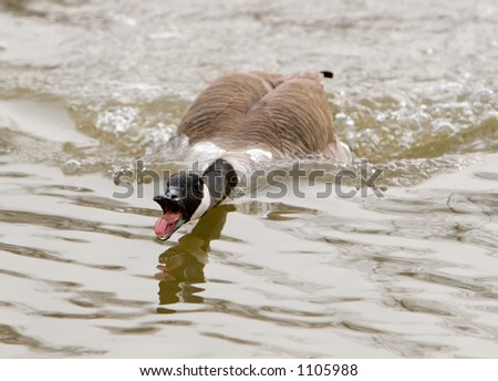 Angry goose