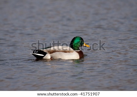Male mallard duck floating in water