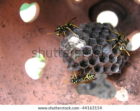 honey bee hive comb nest in garden pottery - stock photo