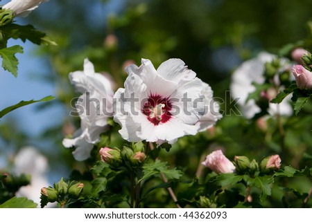 White and red rose of Sharon flower bush