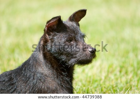 side-view profile of black Patterdale terrier dog head