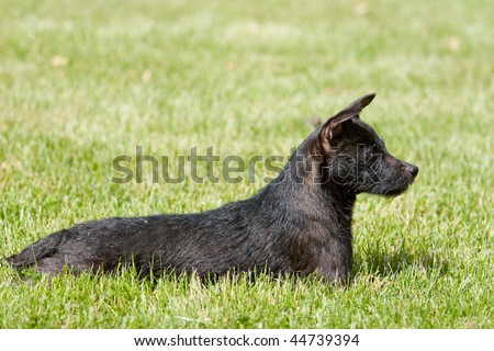 side-view profile of black Patterdale terrier dog full body