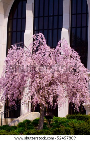weeping cherry tree leaves. weeping cherry willow tree