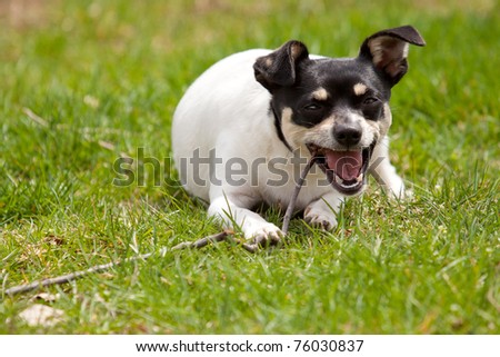 Fox terrier chewing a stick