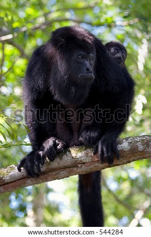 Female howler monkey with child at community baboon nature preserve in Belize.