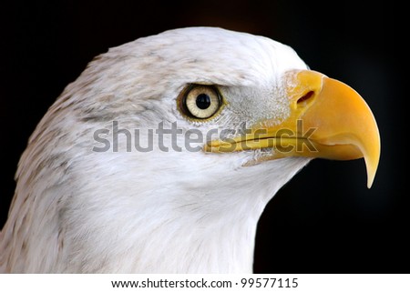 Close Up Eagle