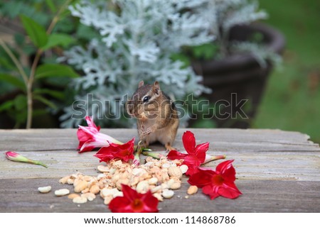 chipmunk preparing for the winter months by gathering peanuts