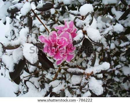 الورد والثلج Stock-photo-snow-flower-786222