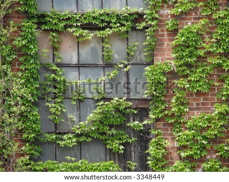 old brick building window covered with mature vines