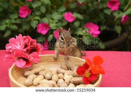 chipmunk wondering how many nuts he can fit in his mouth from his table setting