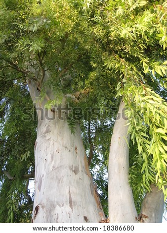 large eucalyptus tree reaching up to the sky
