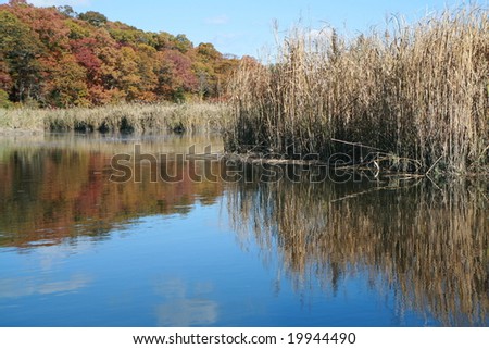 reeds, river, and changing of leaves in the fall season