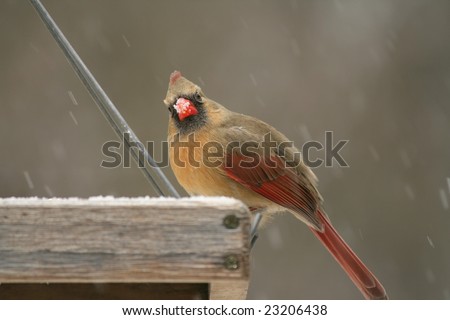 Cardinal Bird Snow on Snow Covered Female Cardinal Feeding At A Bird Feeder Stock Photo