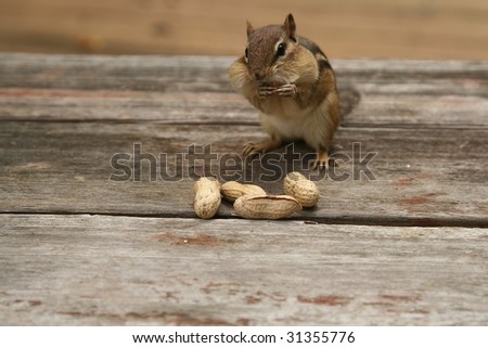 chip the chipmunk eating peanuts  outside on a table