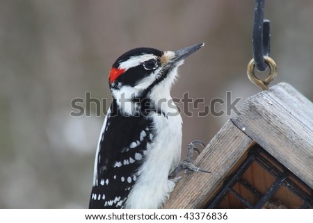 beautiful black and white woodpecker with red cap waiting in a snowstorm to be fed