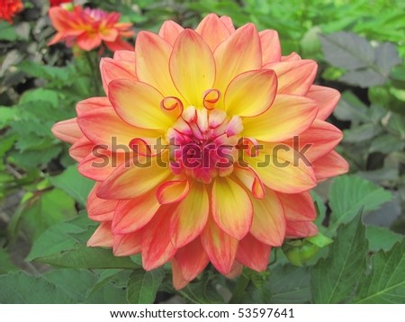 beautiful pink and yellow flower taken with macro lens