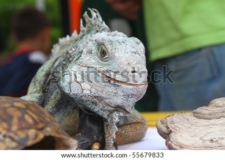 large iguana at a nature fair where people can learn about this weird looking animal