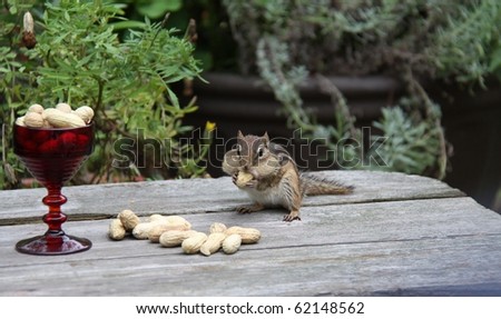 little wet  chipmunk eating peanuts after a rainstorm