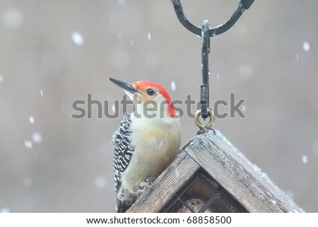 beautiful large red bellied woodpecker on a snowy day