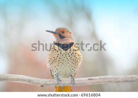 large yellow shafted northern flicker is one of the most beautiful birds that I have seen