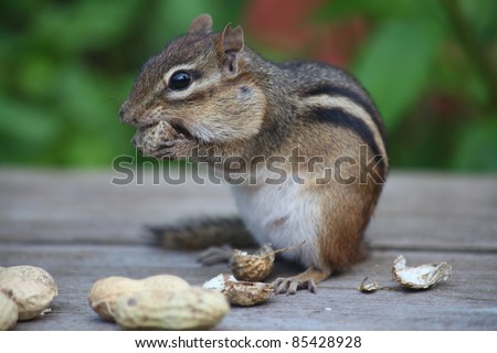 hungry chipmunk eating peanuts after taking the shells off them