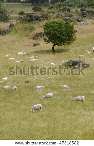newly shorn sheep, grazing in Sardinia