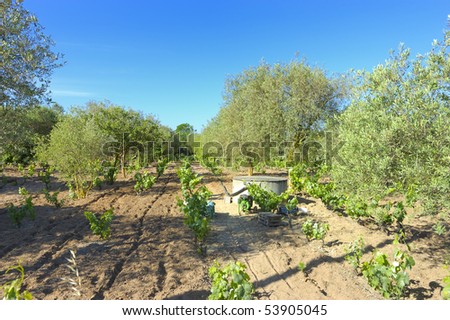 Growing vines and olive trees in intercropping in Sardinia, Italy