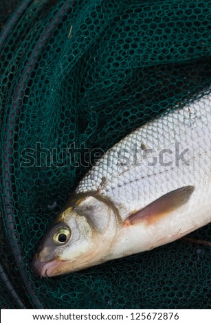 Just caught fresh water fish lying on net near river. Fish is alive. Vimba vimba also called vimba bream or Abramis vimba.