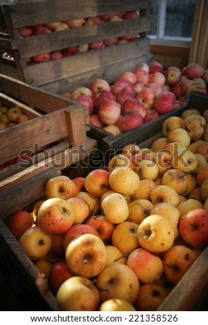 Autumn apple harvest in wooden boxes. Sunset light. Ecologically grown, no pesticides etc. Locally grown.