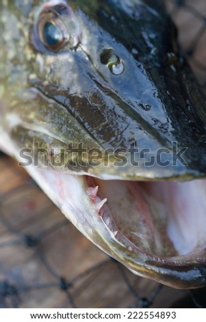 Pike head closeup. Teeth in focus. Fish is alive, in boat. Just after caching.