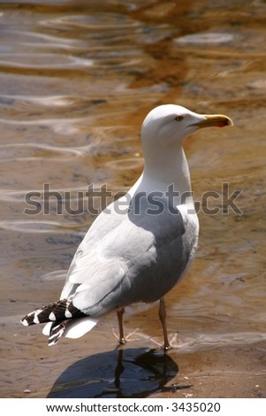 A sea mew (gull) walking in water