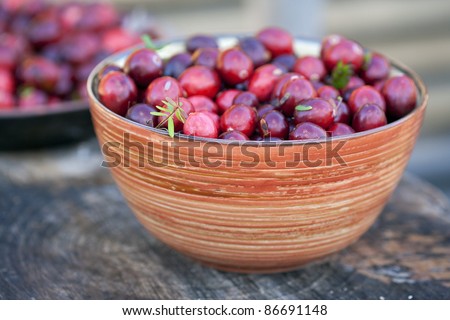Fresh cranberries in bowl. Just after picking up in a swamp