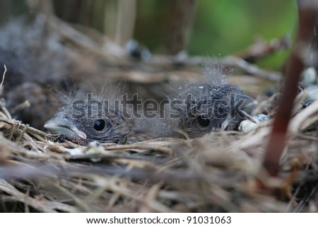 Wild baby chicks in a nest waiting for  the mother bird to come and feed them.