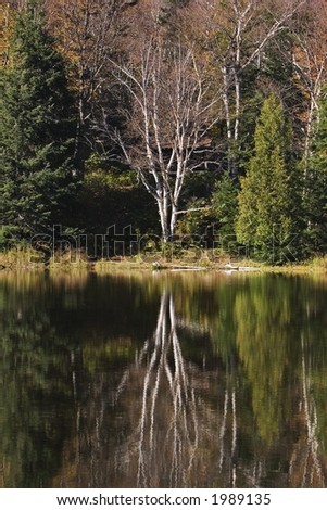 Birch tree reflection