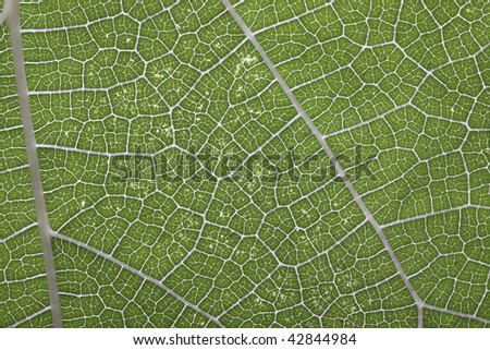 An extreme close up view of the detail in a leaf.