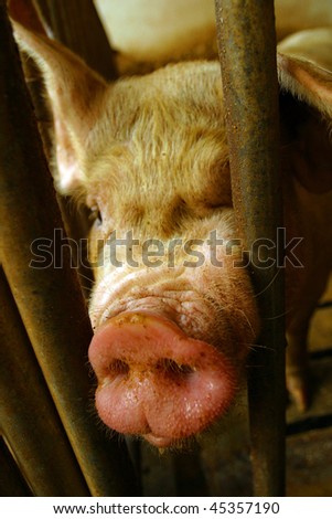 Pigs in a cage with their noses pointing towards the camera.
