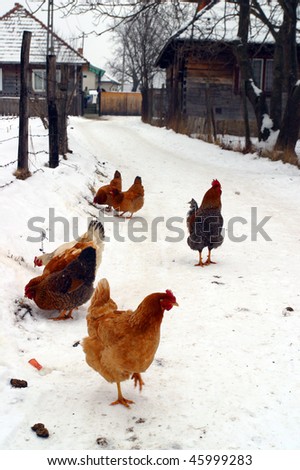 Chickens in the Snow Sighet Romania.